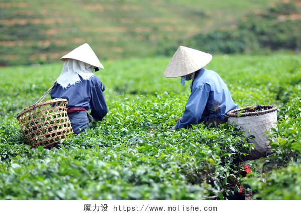 绿茶芽和新鲜叶子传统二十四节气24节气谷雨